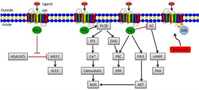 The Protective Effects and Mechanisms of Apelin/APJ System on Ischemic Stroke: A Promising Therapeutic Target